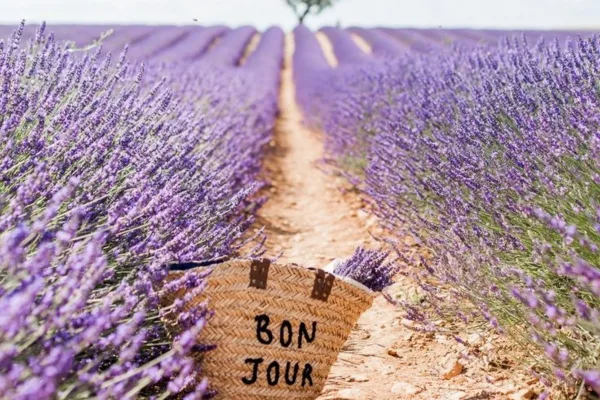 Provence Fields - our currency solutions