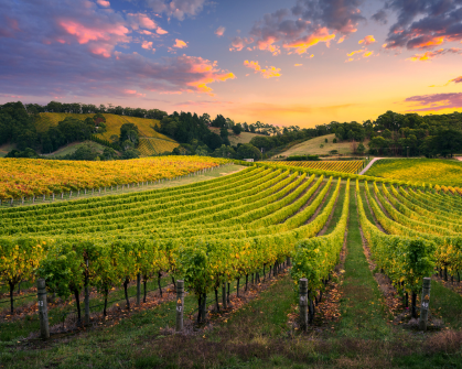 Owning a Vineyard in France Ibanista