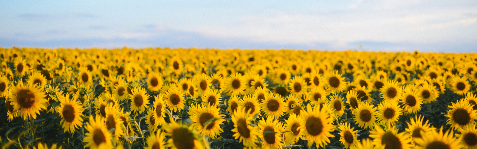 Why Are Americans Moving to Occitanie