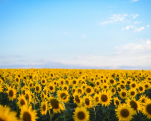 Why Are Americans Moving to Occitanie