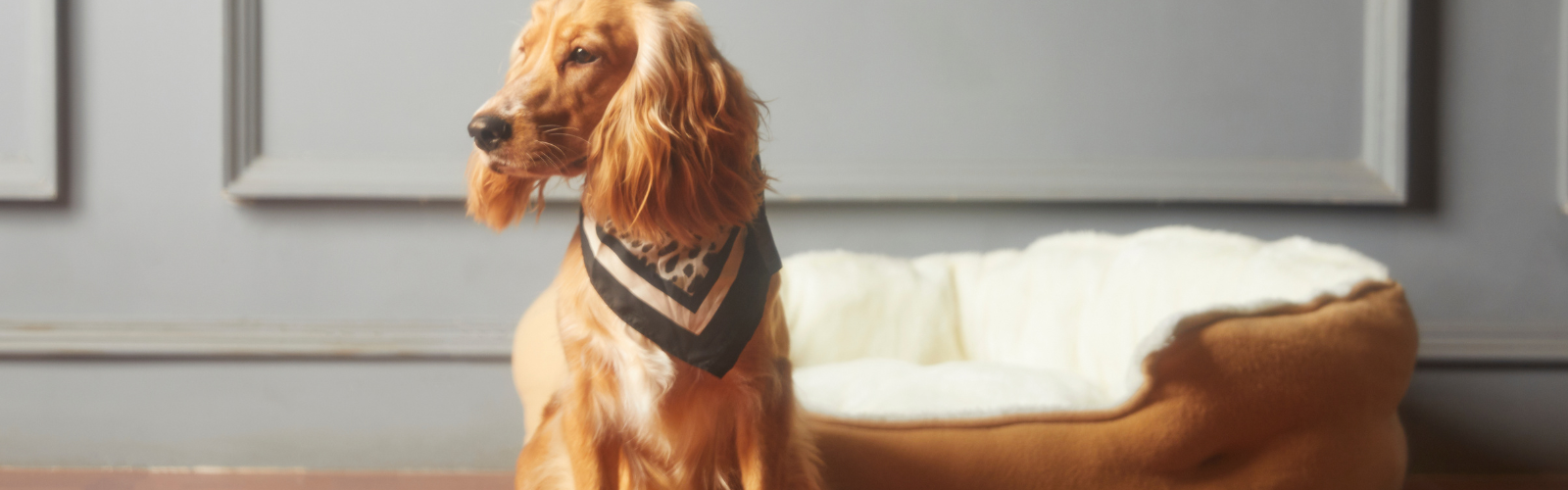 Renting in France with Pets Rules and Tips for Foreigners