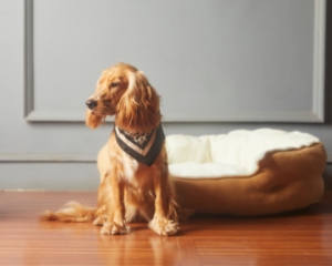 Renting in France with Pets Rules and Tips for Foreigners