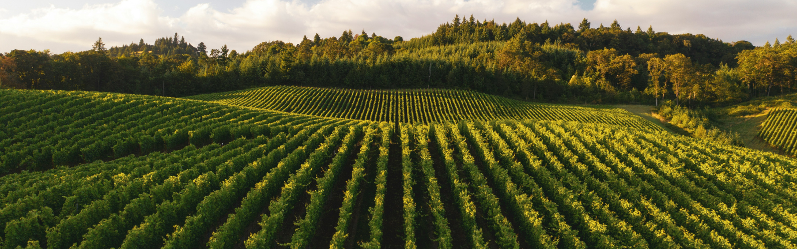 France’s 10 Best Wine Regions