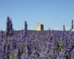 Top Lifestyle Perks of Living in France (That No One Talks About)